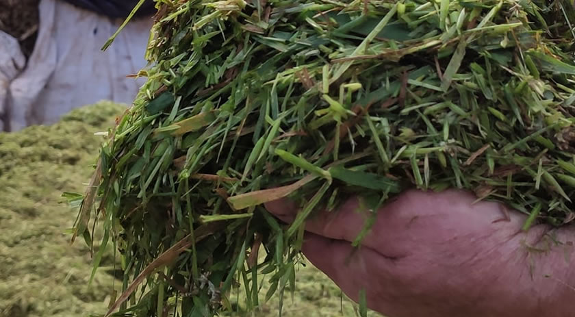 Secretaria da Agricultura realiza confecção de silagem de aveia e de trigo