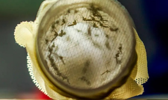Cidade de SC vai começar a usar bactéria wolbachia no combate à dengue