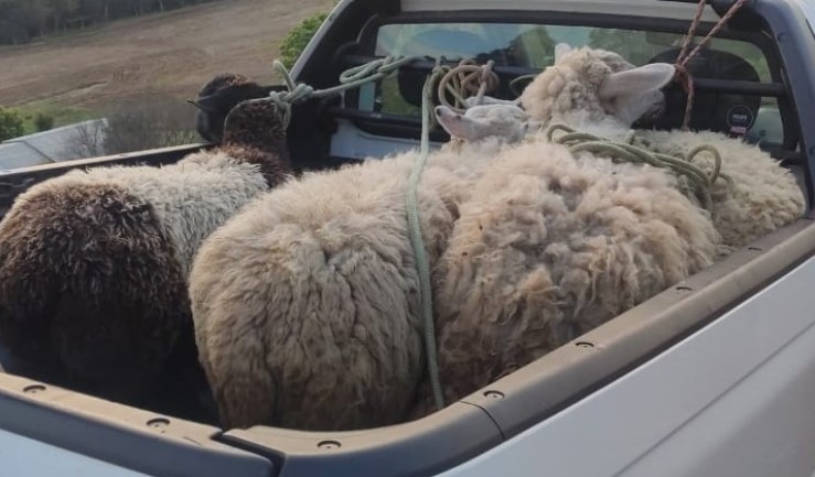 Polícia recupera ovelhas furtadas