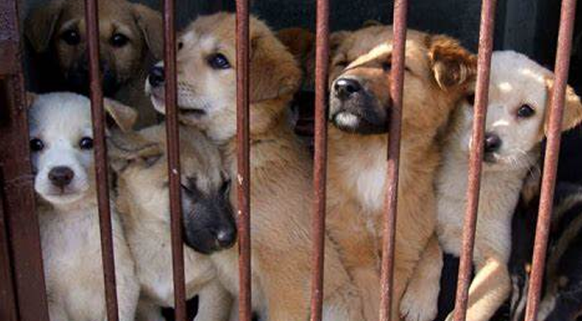 Abandono e controle de animais
