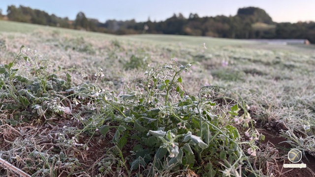 Geada transforma paisagem no município  e pontos da cidade registram -1°C
