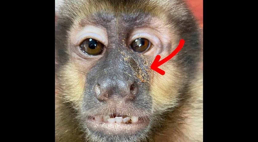 Macaco é resgatado  pela PMA com chumbinhos na cabeça disparados por arma de fogo