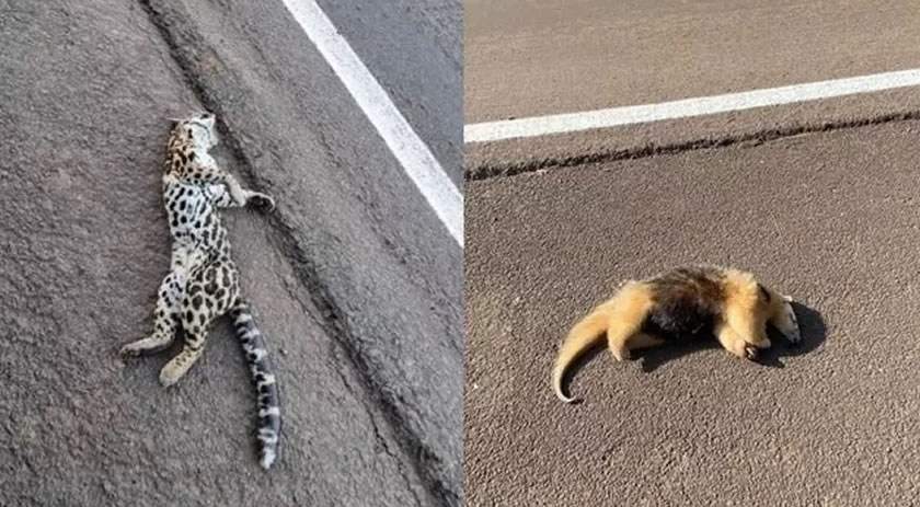 Mortes de animais por acidentes na BR-282 acende alerta em SC