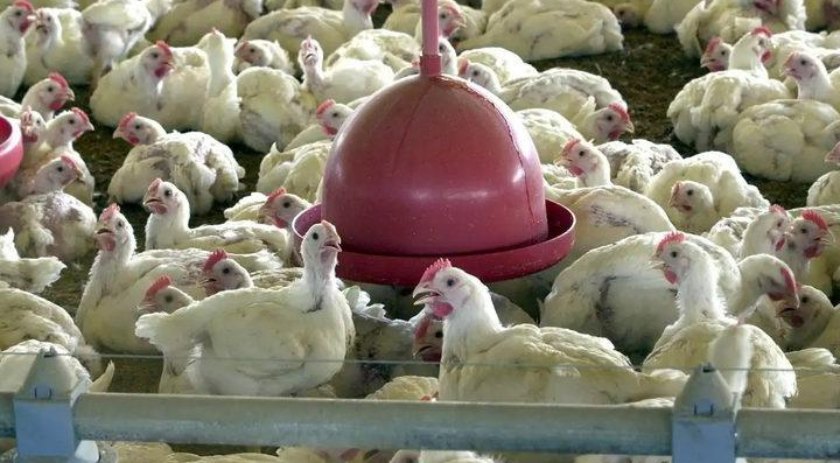 Brasil se declara livre da gripe aviária após caso em granja no RS
