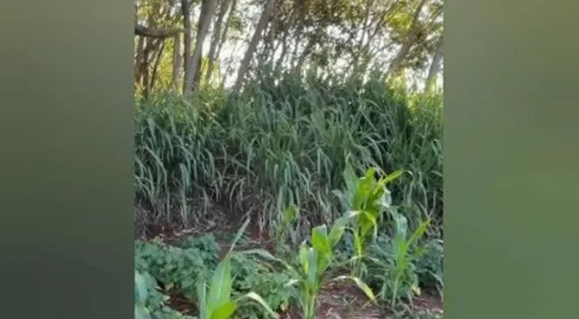 Corpo em avançado estado de decomposição é encontrado em área de mata