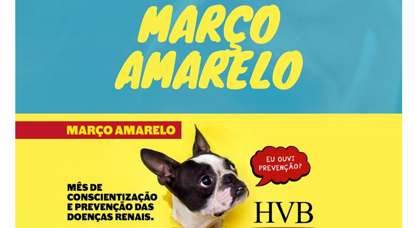 Na medicina humana, março é o mês de conscientização e prevenção das doenças renais
