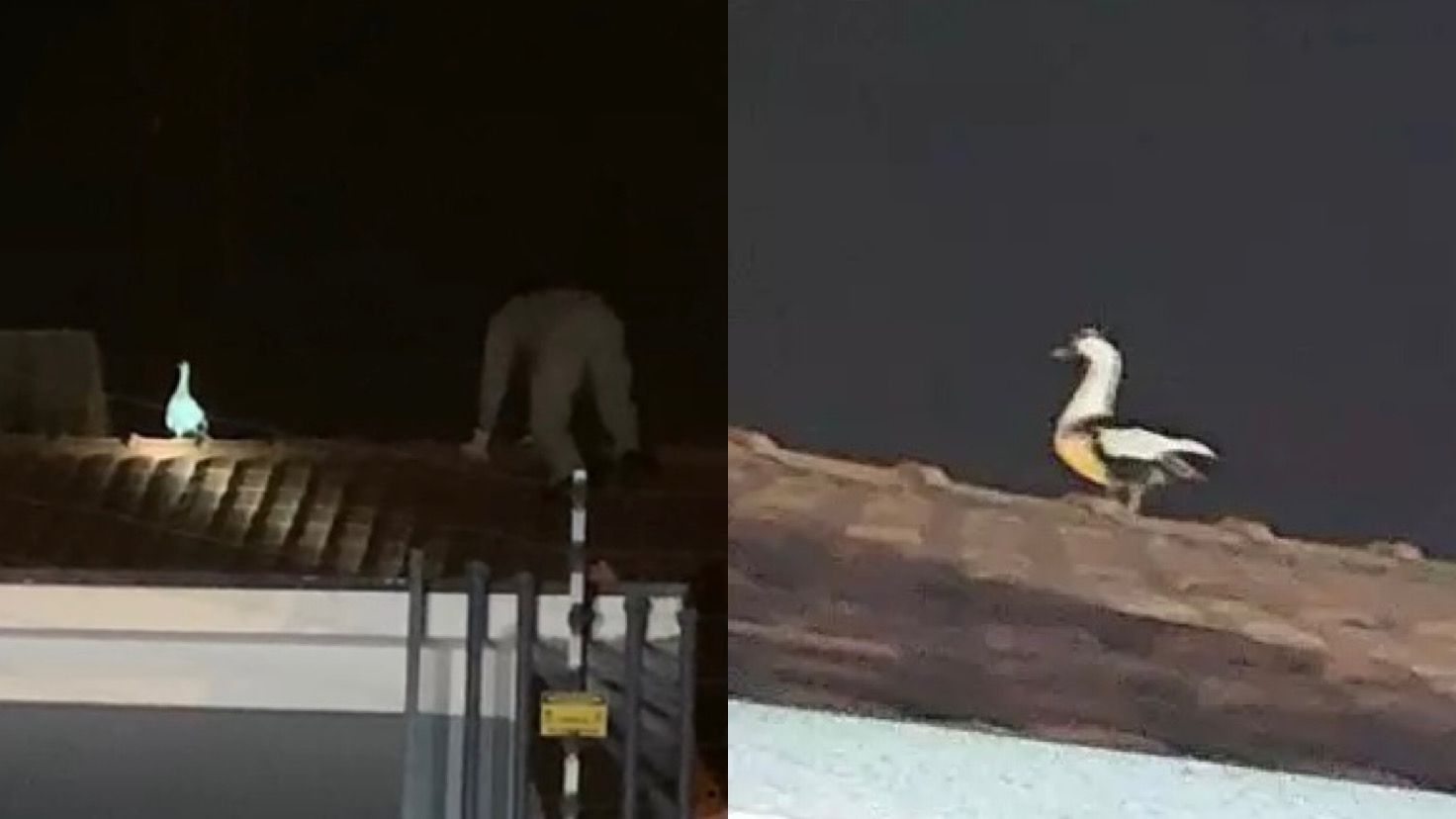 Pato 'trola' bombeiro e voa pouco antes de ser resgatado no Paraná