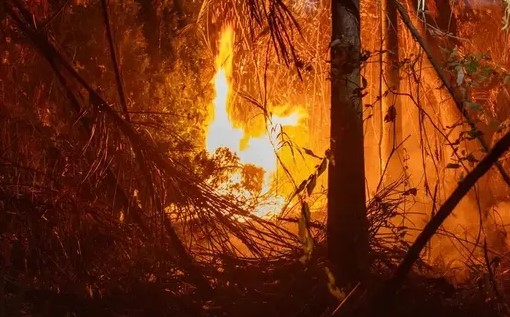 Brasil registra em 2024 aumento de 79% de áreas queimadas