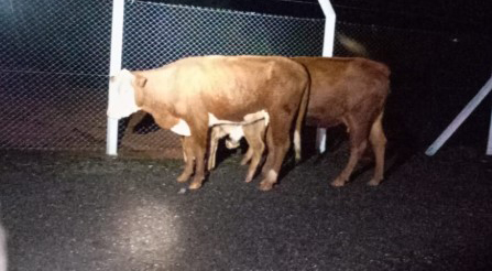 Quatro bovinos são capturados após serem encontrados soltos em rodovia do Oeste de SC
