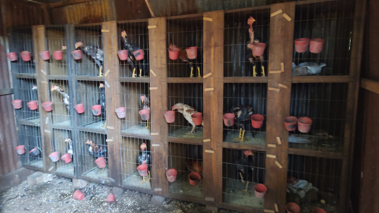 Maus-tratos a animais e criação de galos de rinha em Chapecó