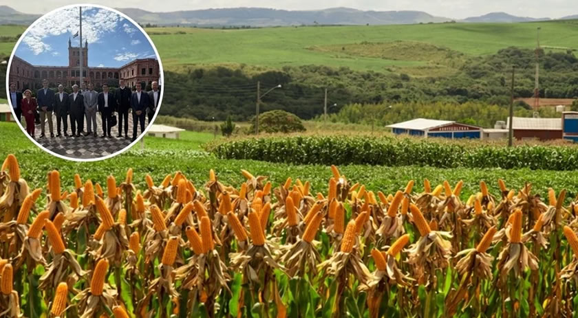 Com déficit de 6 milhões de toneladas, por que SC quer trocar milho do Centro-Oeste pelo do Paraguai