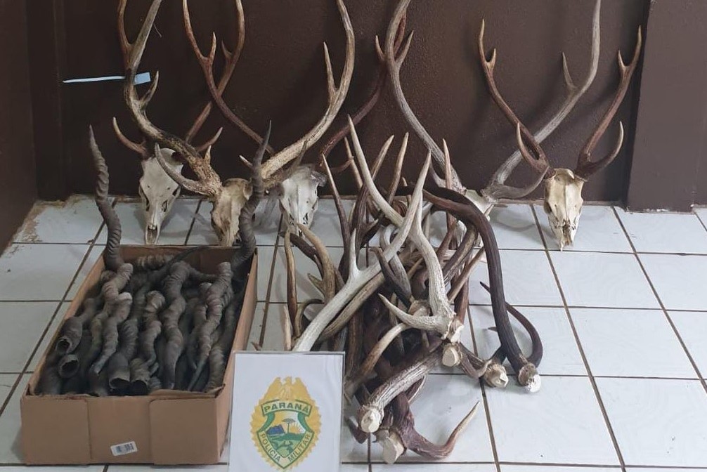 PM apreende mais de 70 cabeças e chifres de cervo e antílopes