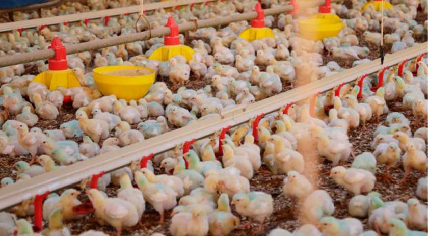 Santa Catarina registra alta de 27,8% no faturamento de exportações de carne de frango