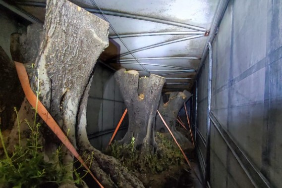 Polícia apreende carreta com oliveiras contrabandeadas da Argentina
