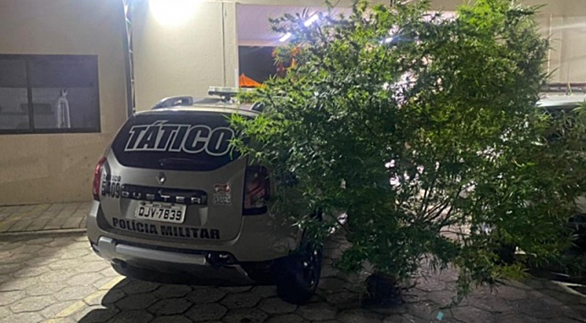 Viatura da PM levando pé de maconha ‘gigante’ chama a atenção