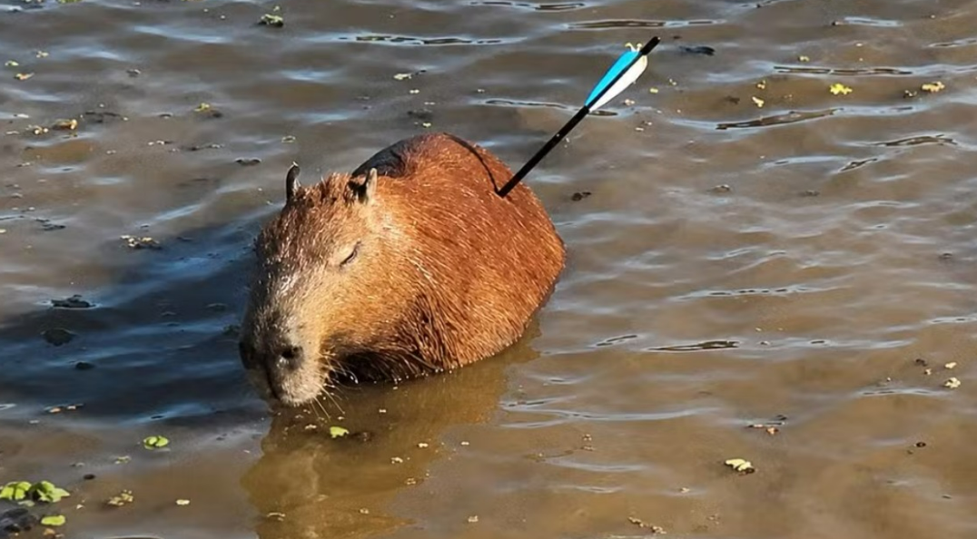 Capivara é resgatada com flecha cravada no corpo em represa