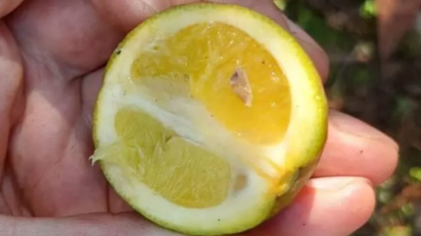 Doença inédita em frutas cítricas causa alerta em SC