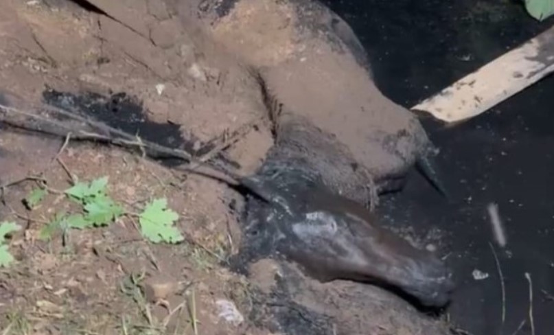 Bombeiros resgatam égua presa em córrego nas margens da BR-282