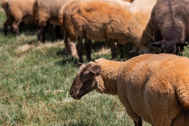Ovinocultura pagará menos imposto em SC