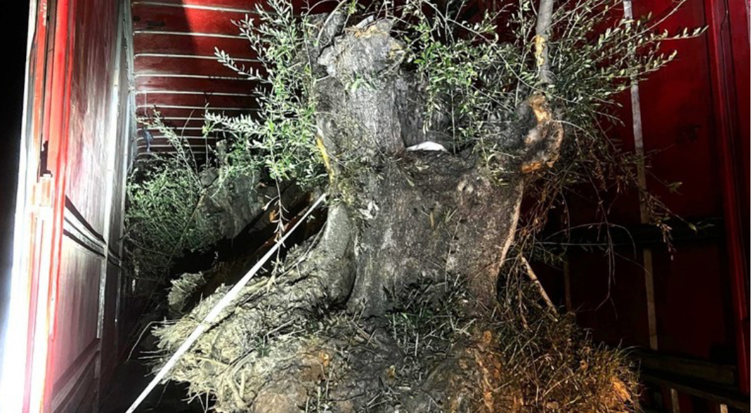 PF e PM apreendem caminhão com 8 oliveiras contrabandeadas