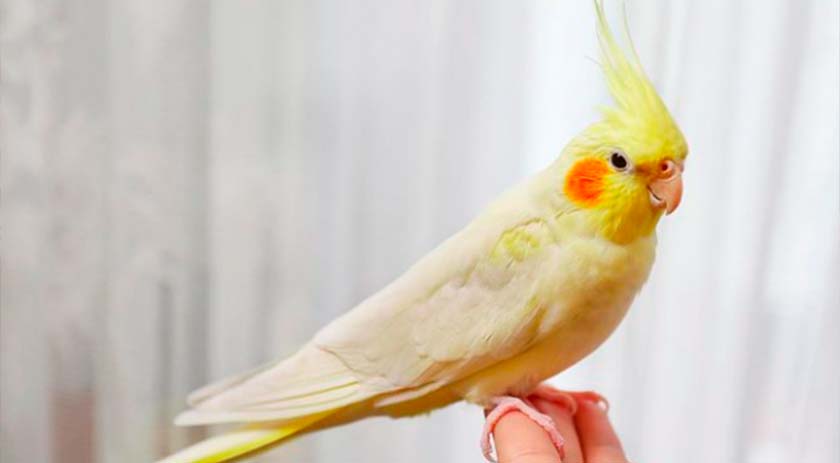 Quais os animais que podem ser domesticados no Brasil