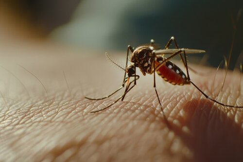 Princesa confirma mais dois focos do mosquito da dengue