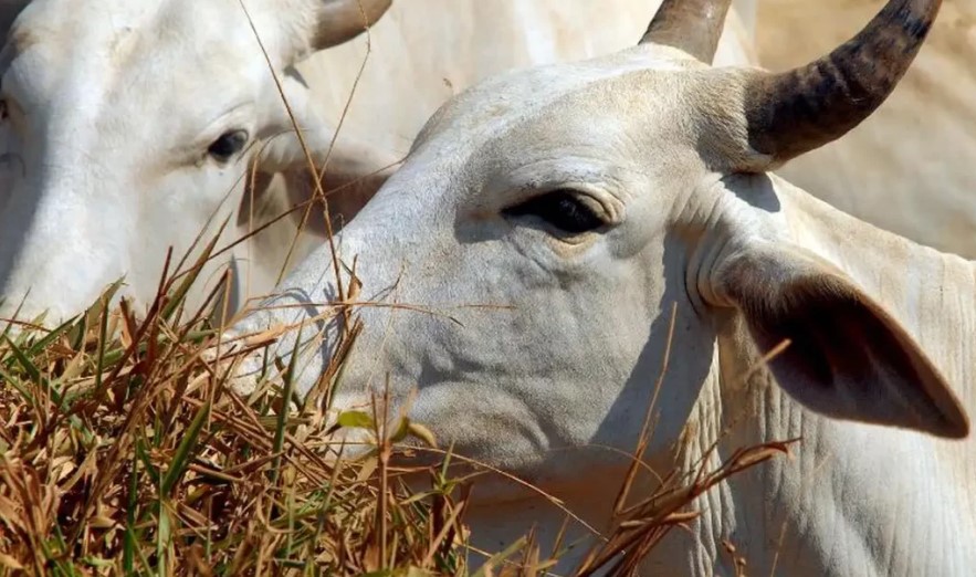 Brasil regula abate e processamento de animais para mercado religioso