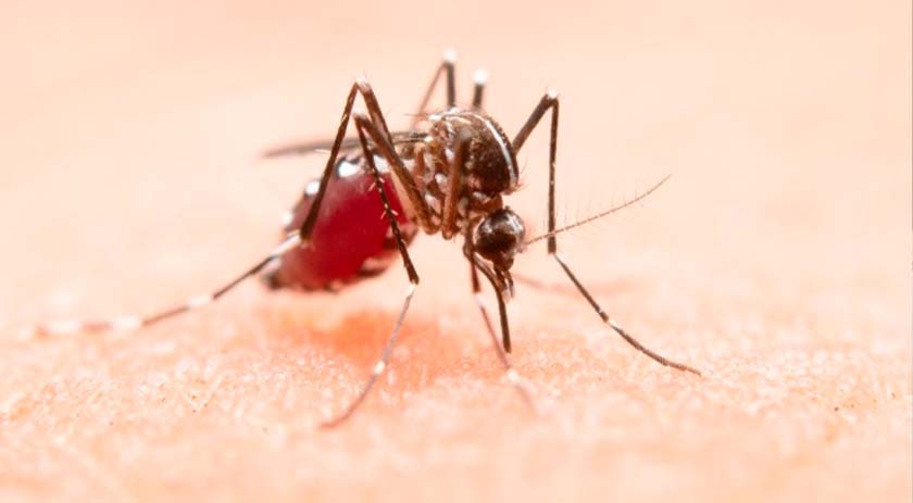 Sobe número de municípios em epidemia de dengue no Oeste de SC
