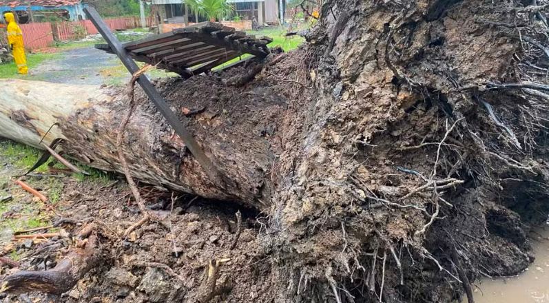 Tornado é confirmado em cidade de Santa Catarina após árvores serem arrancadas pela raiz