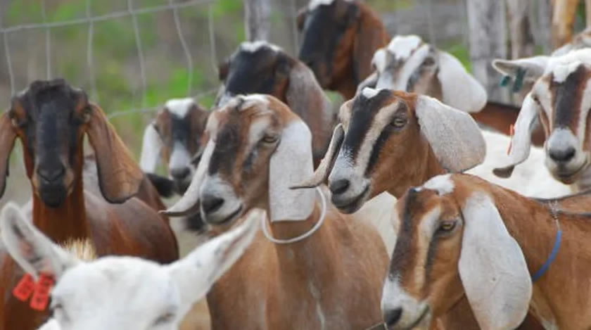 Programa de ovinocaprinocultura será lançado no fim do mês