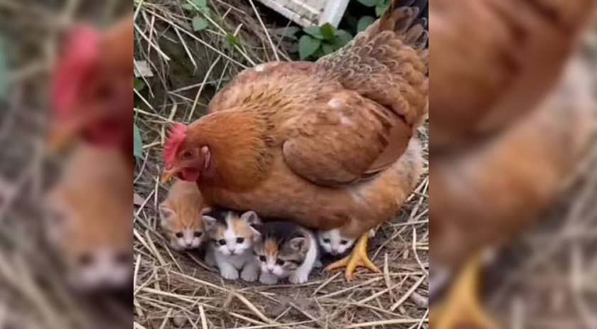 Galinha conquista a internet ao “adotar” cinco filhotes de gato em sítio