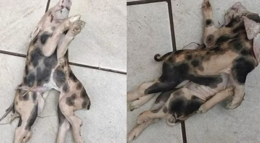 Leitão com dois corpos, uma cabeça e seis patas nasce