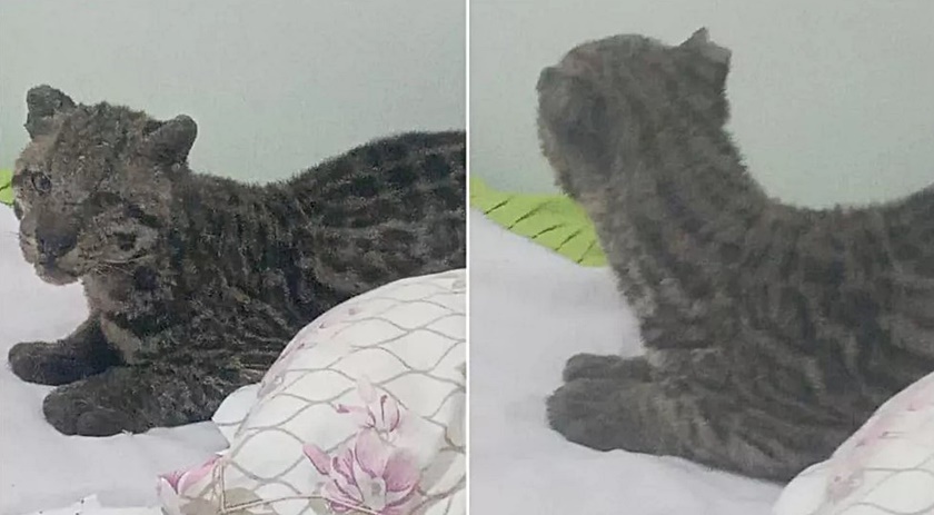 Homem encontra jaguatirica na cama do filho após deixar janela aberta