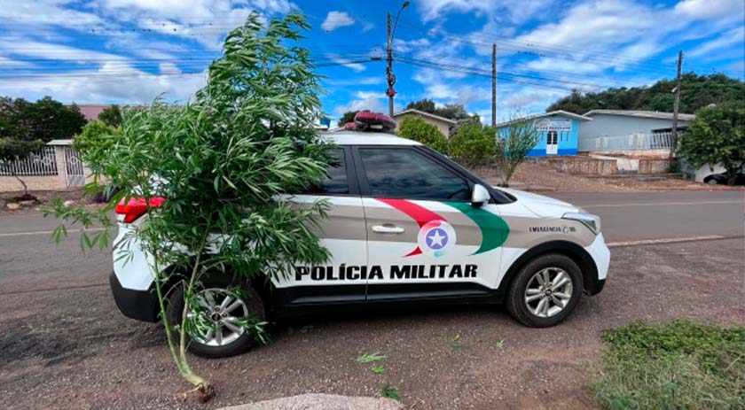 Pé de maconha com quase 2 metros de altura é encontrado em residência