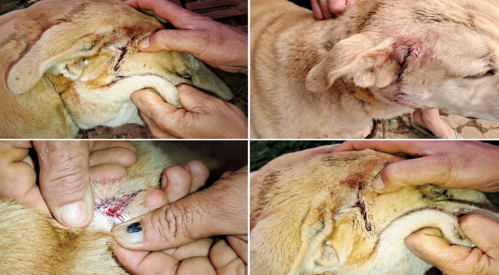 Cão é encontrado baleado e caso de maus-tratos será investigado pela Polícia Civil