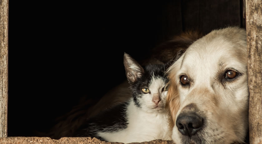 Câmara aprova suspensão da CNH para motorista que abandonar animais