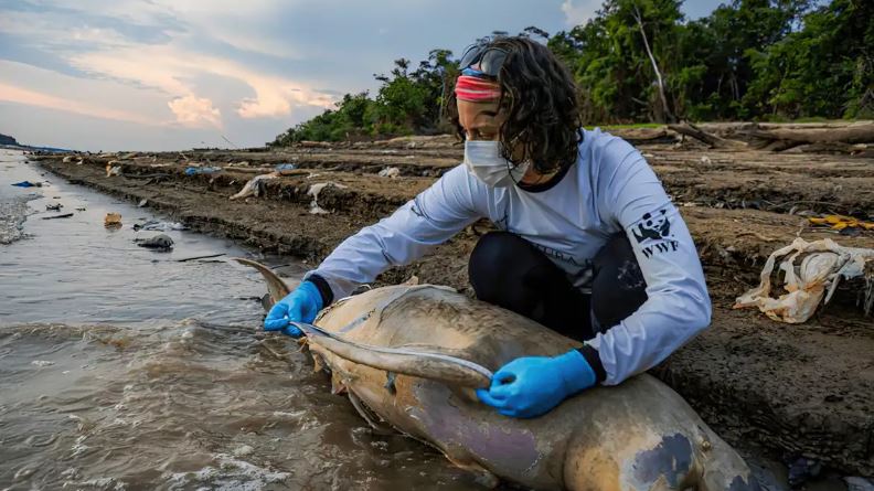 Morte de botos avança no Amazonas; mais 70 carcaças são encontradas