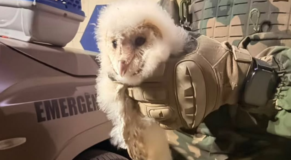 Filhote de coruja é resgatado pela Polícia Militar Ambiental após cair de ninho