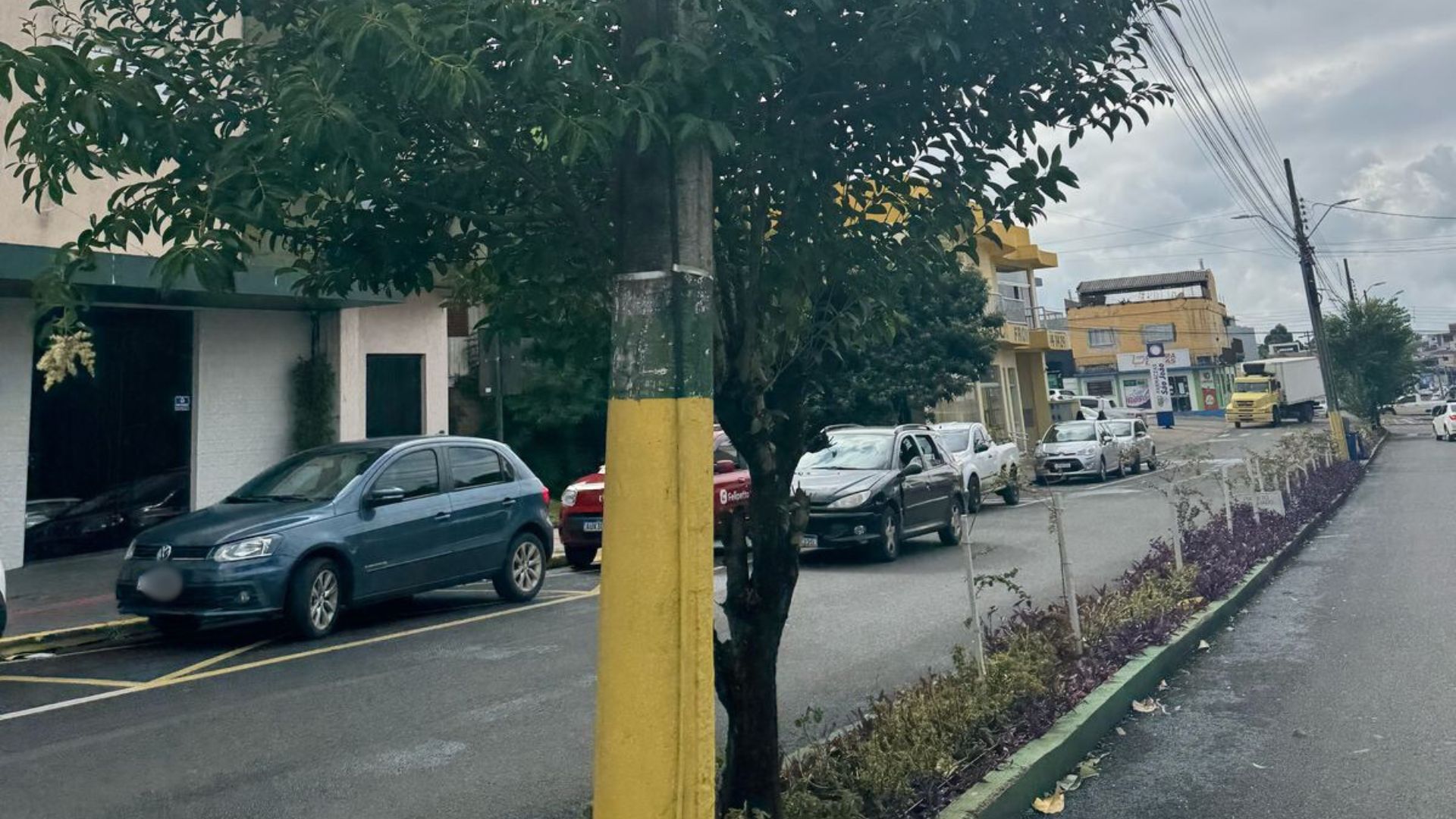 Árvores de grande porte são substituídas para melhorar segurança e paisagismo