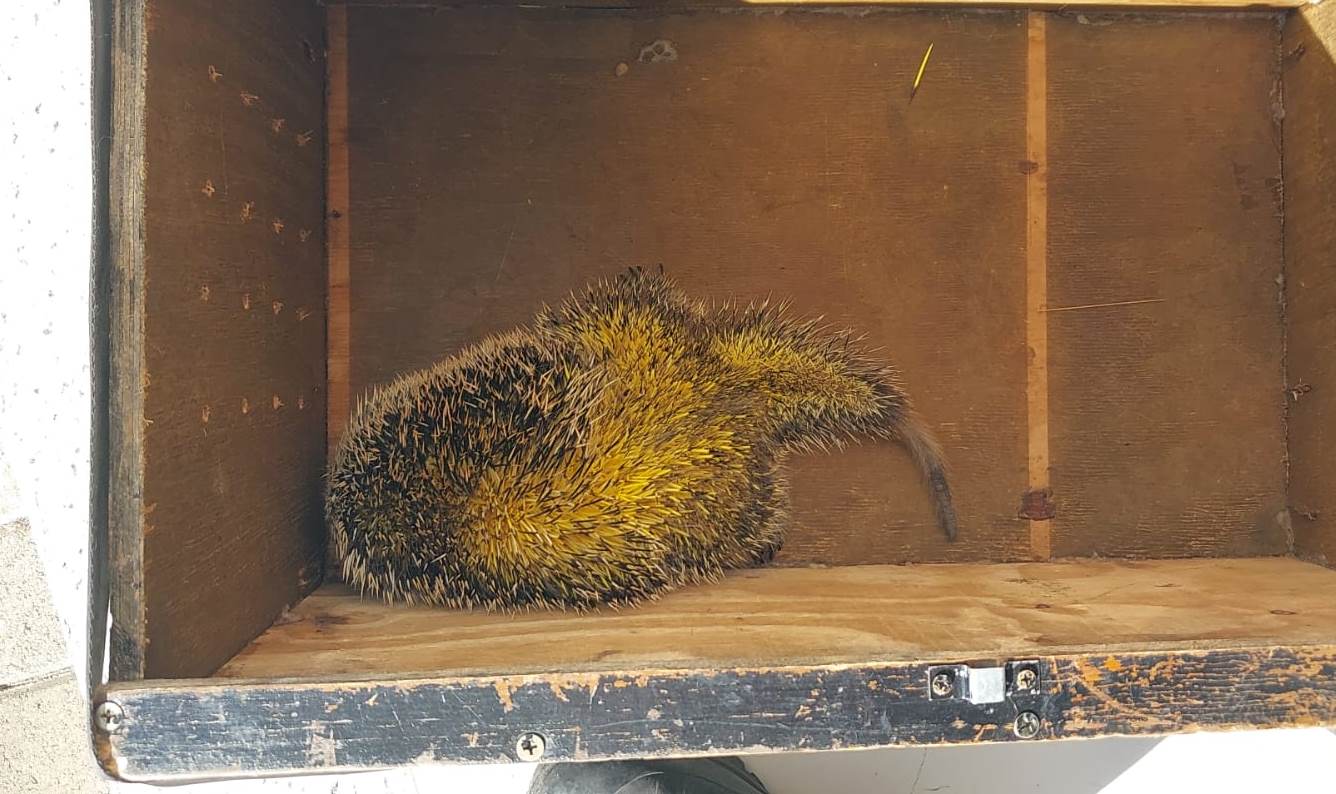 Porco-espinho é resgatado de sacada de apartamento pelos bombeiros