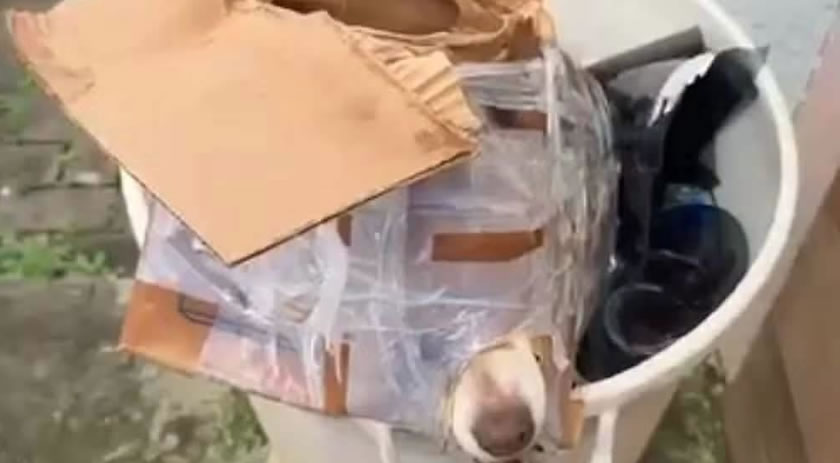 Cachorro é encontrado preso em caixa dentro de lixo em Guarapuava