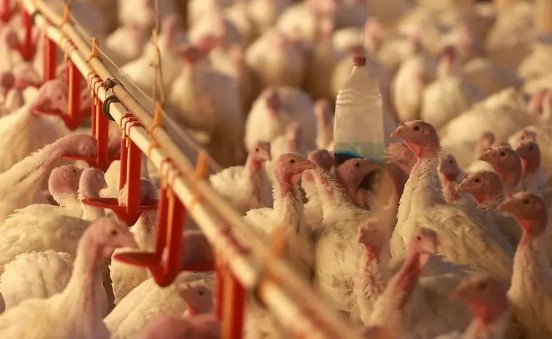 Quase metade do frango produzido em SC é consumido a 17 mil km do Brasil; veja países