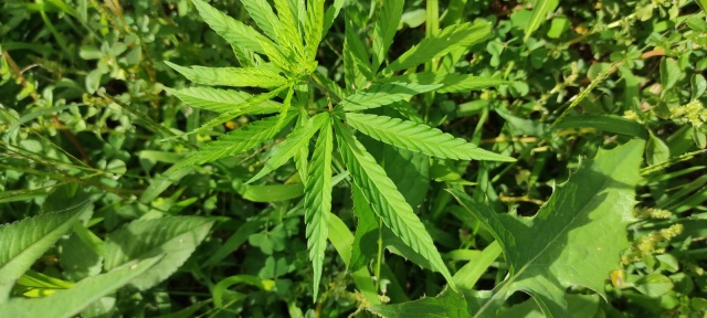 Durante fiscalização, guarnição da Rede Catarina encontra pé de maconha em residência