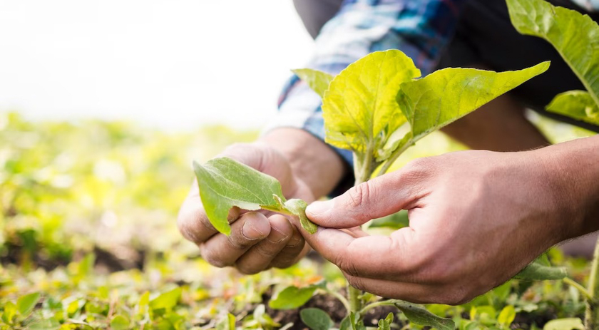 Agricultura familiar é 8ª maior produtora de alimentos do mundo