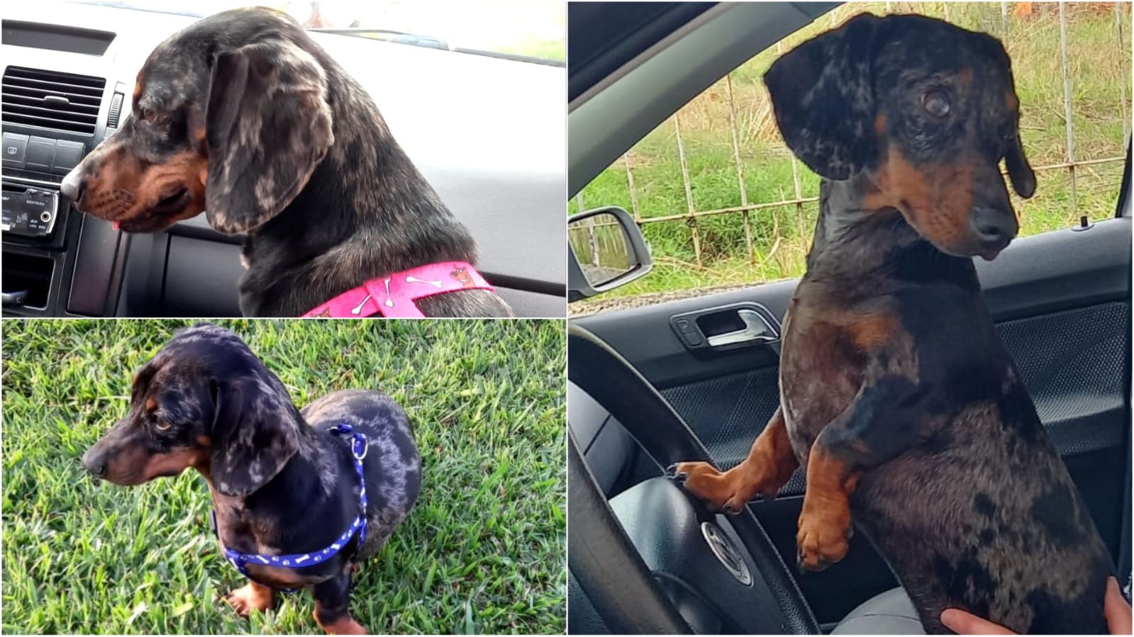 Família procura por cachorrinha desaparecida
