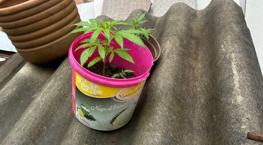 Jovem é preso com mudas de maconha e frações da droga