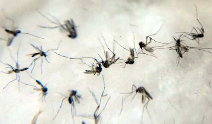 SC tem "boom" de dengue com crescimento de 335% em um ano; veja cidades com mais casos