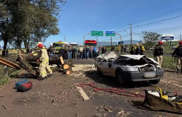 Fatalidade: árvore cai em carro e condutor morre
