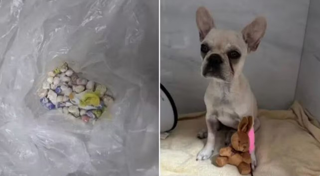 Filhote que ingeriu drogas tem piora e será levado à UTI veterinária