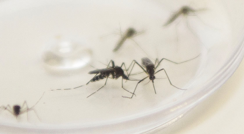 Saúde divulga último boletim da dengue do ano com 907 novos casos
